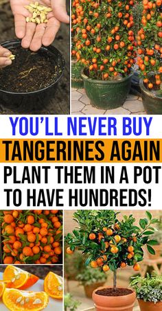 there are many oranges growing in pots with words above them that read, you'll never buy tangerines again