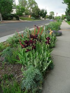 flowers are growing along the side of a sidewalk