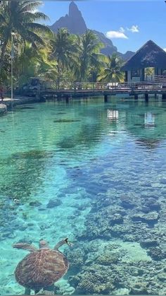 a turtle swimming in clear blue water next to a dock and palm trees on the shore