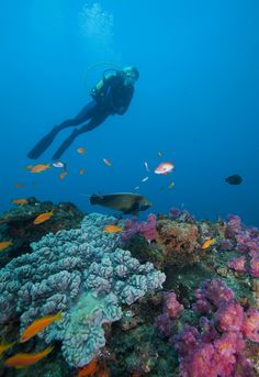 a person diving over a colorful coral reef