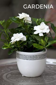 there is a white potted plant with flowers in it on top of a table