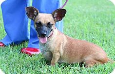 a small dog sitting in the grass next to a person's leg wearing red shoes