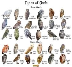 an image of different types of owls in the wild with names and pictures on it