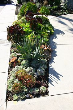 an assortment of succulents and plants in a garden bed on a sidewalk