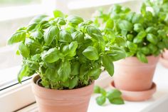 three potted basil plants sitting on a window sill