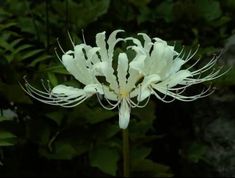 a white flower that is in the grass