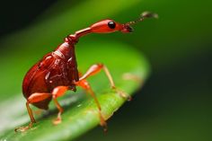 a close up of a red insect on a green leaf