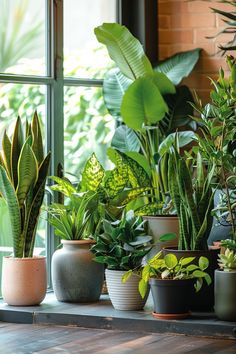 there are many different types of plants in the window sill