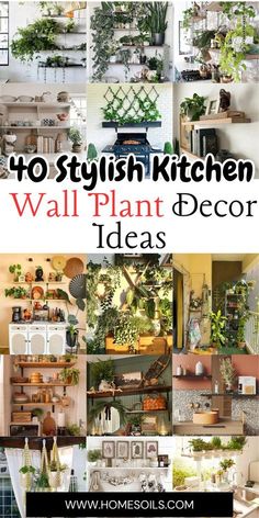 the top 10 stylish kitchen wall plant decor ideas for your home or office