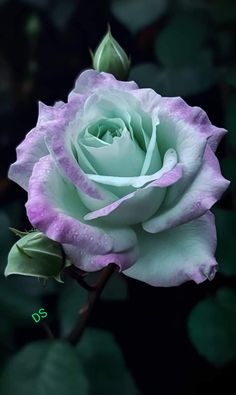 a white rose with green leaves and water droplets on it's petals, in the dark