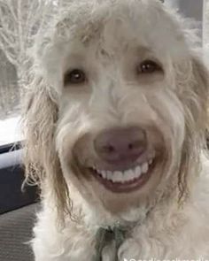 a close up of a dog wearing a tie and smiling at the camera while sitting in a car