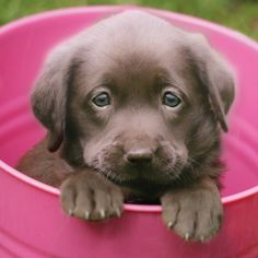 a puppy is sitting in a pink tub with his paws on the rim looking at the camera