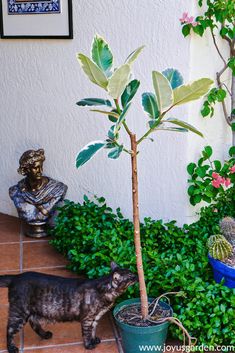 a cat standing next to a potted plant