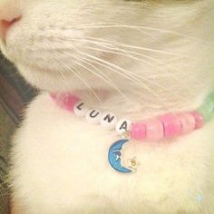 a close up of a cat wearing a bracelet with the word luna on it's collar