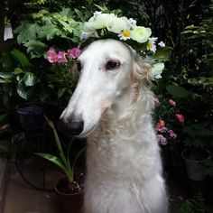 a white dog wearing a flower crown on it's head sitting in front of flowers