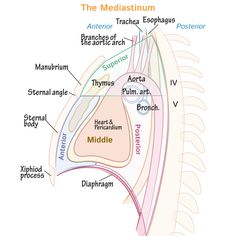 the structure of the human neck and shoulder, labeled in three different sections with labels on each side