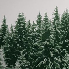 the trees are covered in snow and green