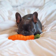 a small black dog laying on top of a bed with a carrot in it's mouth