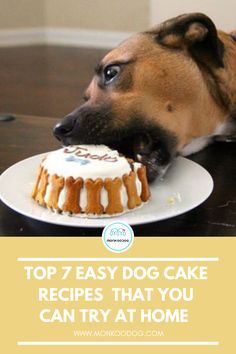 a dog eating a cake with the words top 7 easy dog cake recipes that you can try at home