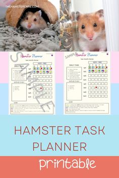 hamster task planner, hamster checklist, hamster to do list, hamster care list, hamster pet, hamster care, hamster care guide, hamster guide, hamster, hamster tips, pets, rodents, best pets, hamster proper care, syrian hamster, dwarf hamster, hamster care tips, how to take care of a hamster Task Planner, To Do, Small Pets, Pet Care, To Do List, Animals