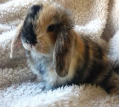 a small rabbit sitting on top of a white blanket