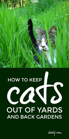 a cat hiding in the grass with text overlay reading how to keep cats out of yard and back gardens