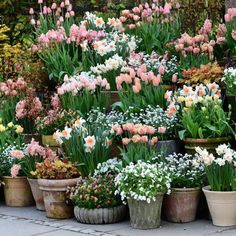 many potted plants with pink and white flowers