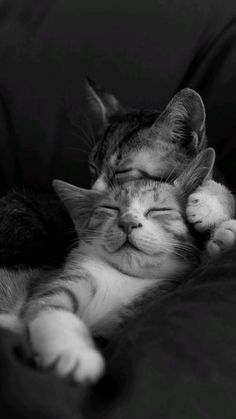 black and white photo of two cats sleeping on a couch with their heads touching each other