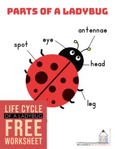 the parts of a ladybug