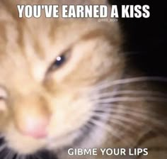 an orange cat with the caption you've learned a kiss gimme your lips