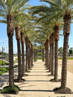 there are many palm trees lined up on the sidewalk