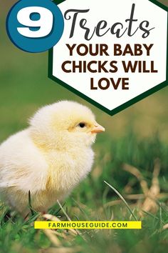 a baby chicken sitting in the grass with text that reads 9 treats your baby chicks will love