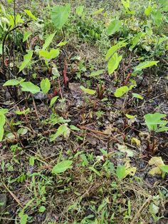 small green plants growing in the ground next to some dirt and grass with one plant on it's side