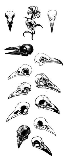 several black and white drawings of birds with different beaks