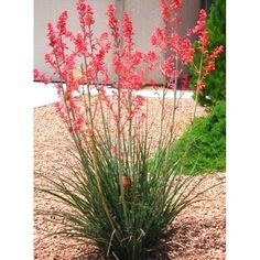 red flowers in front of a house with gravel and grass around the edges, near a fire hydrant