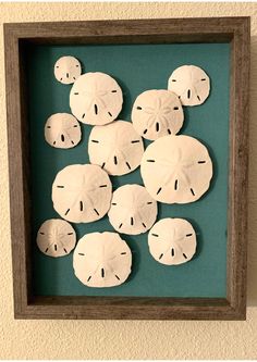 there are many sand dollars in the shadow box on the wall with it's holes cut out