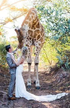 a bride and groom are standing next to a giraffe in the wild together