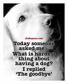 a black and white photo with the words today someone asked me what is hardest thing about having a dog?