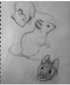 two drawings of mice and a man's head