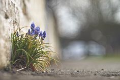 blue flowers growing out of the ground next to a wall