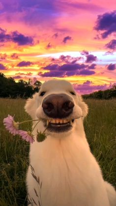 a white dog holding a flower in its mouth and smiling at the camera with a colorful sky behind it