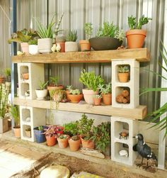 several potted plants are arranged on three shelves