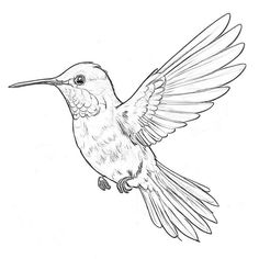 a drawing of a hummingbird flying in the air