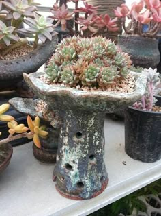 several potted succulents are sitting on a shelf