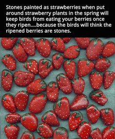 some strawberries are laying on top of each other and the caption reads, stones painted as strawberries when put around strawberry plants in the spring