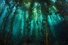 an underwater view of seaweed growing in the water with sunlight streaming through it's branches