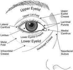 an eye diagram with all the parts labeled in it and labelled to describe what they are