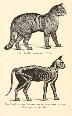 two different types of cats with skeleton markings