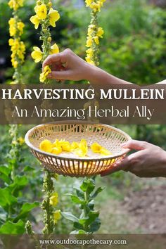 someone holding a basket full of flowers with the words harvesting mullein an amazing herb ally