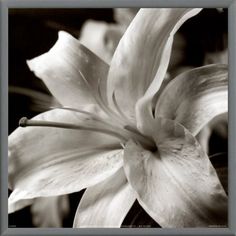 a black and white photo of a flower